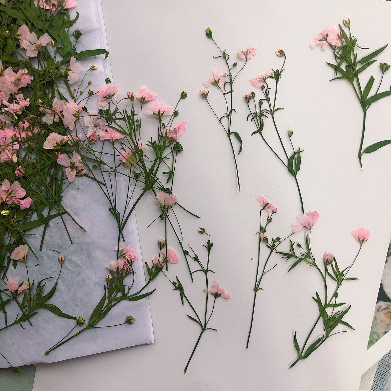 Dried Flower Bookmark - 12pcs 5-6cm Dry Flower head Dried