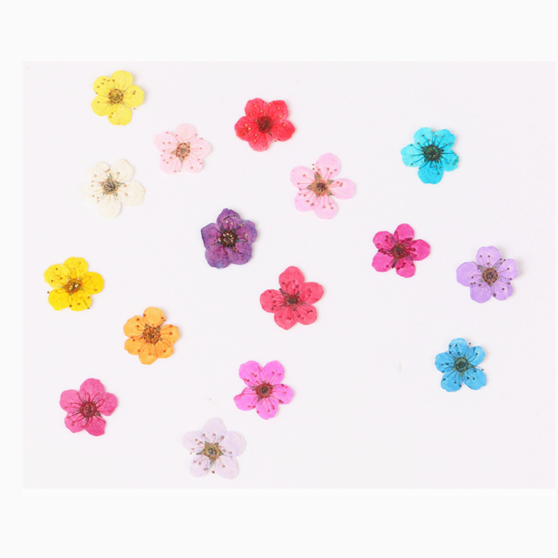 Dried Flower Bookmark - 60pcs Mini Pressed Dried Narcissus Jonquilla