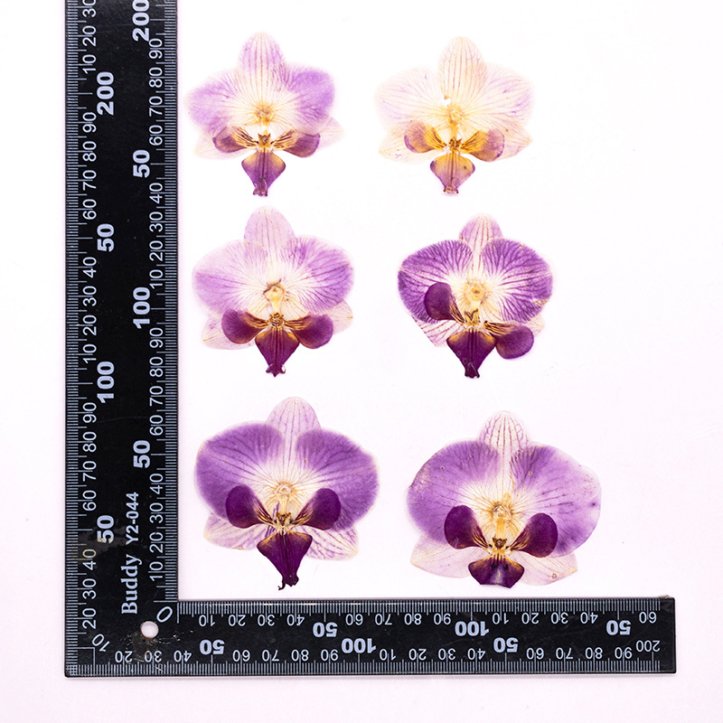 Dried Flower Bookmark - 4 Pcs Pressed Dried Phalaenopsis Orchid