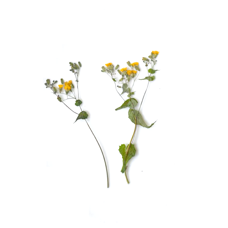 1Set Pressed Dried Potentilla  - Dried Flower Bookmark ulasan dan harga