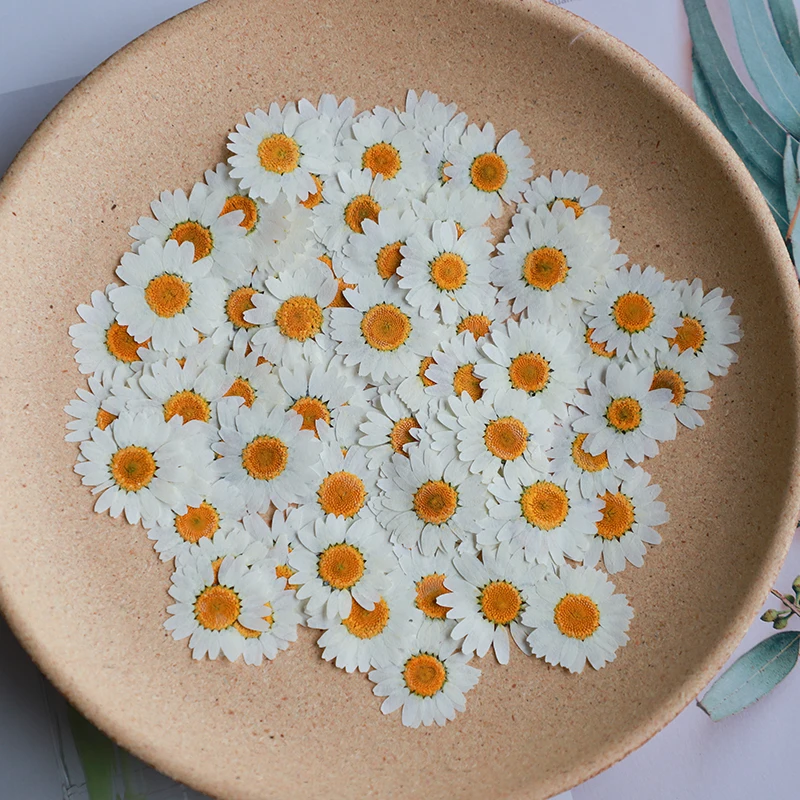 60X Pressed Dried Natural Whit - Dried Flower Bookmark ulasan dan harga