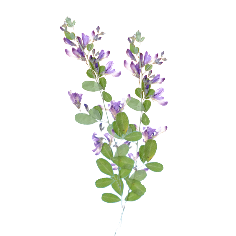 6pcs,nature Lespedeza Formosa  - Dried Flower Bookmark ulasan dan harga