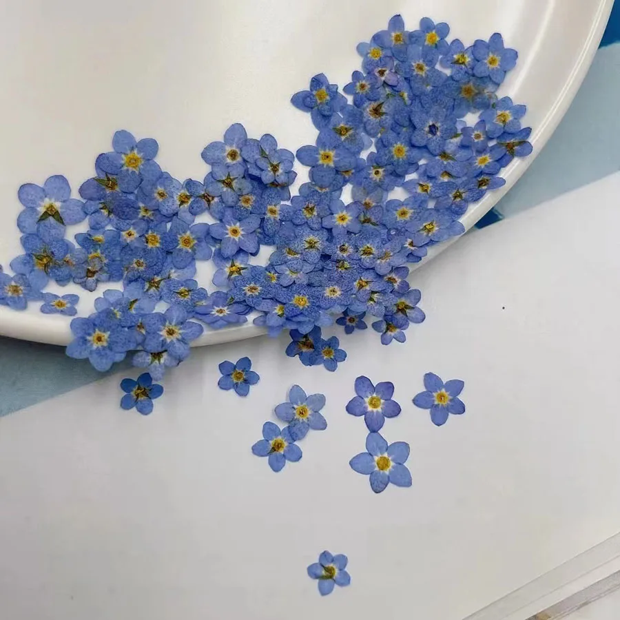 Natural Pressed Dried Blue For - Dried Flower Bookmark ulasan dan harga