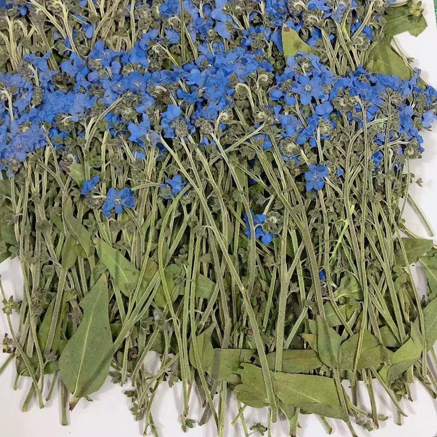 Natural Pressed Dried Blue For - Dried Flower Bookmark ulasan dan harga