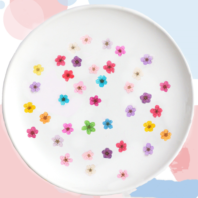 60pcs Mini Pressed Dried Narci - Dried Flower Bookmark ulasan dan harga