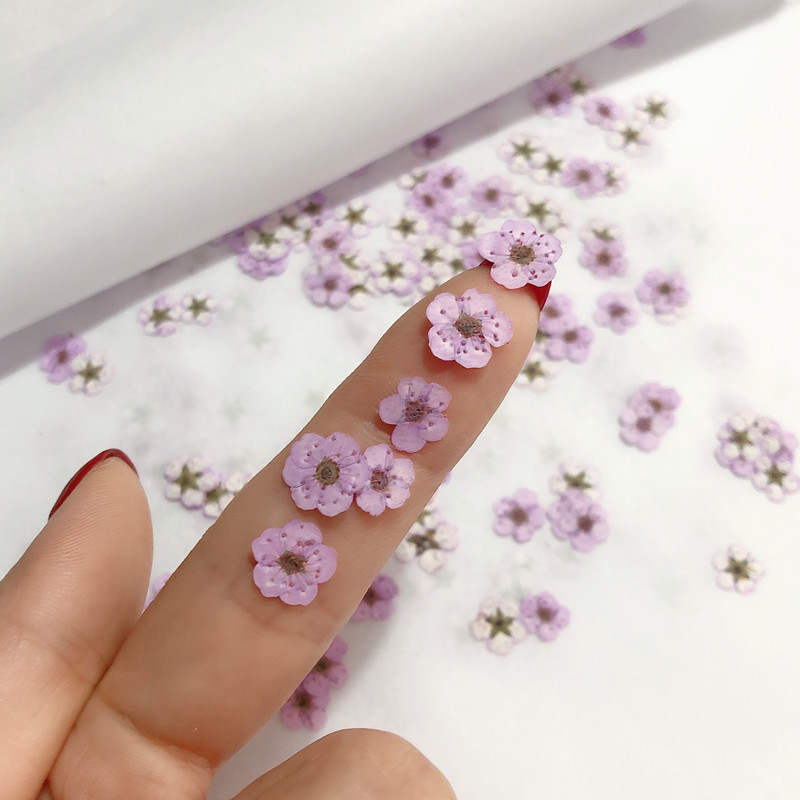60pcs Mini Pressed Dried Narci - Dried Flower Bookmark ulasan dan harga