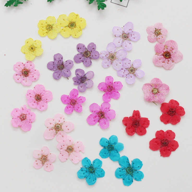 60pcs Mini Pressed Dried Narci - Dried Flower Bookmark ulasan dan harga