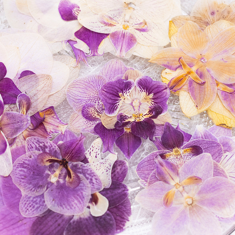 4 Pcs Pressed Dried Phalaenops - Dried Flower Bookmark ulasan dan harga