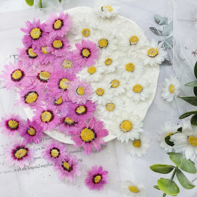 24pcs/2-4CM,Natural Pressed Fl - Dried Flower Bookmark ulasan dan harga