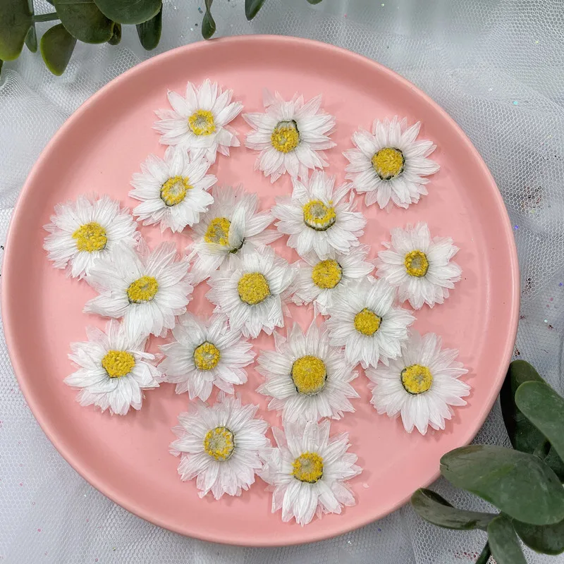 24pcs/2-4CM,Natural Pressed Fl - Dried Flower Bookmark ulasan dan harga