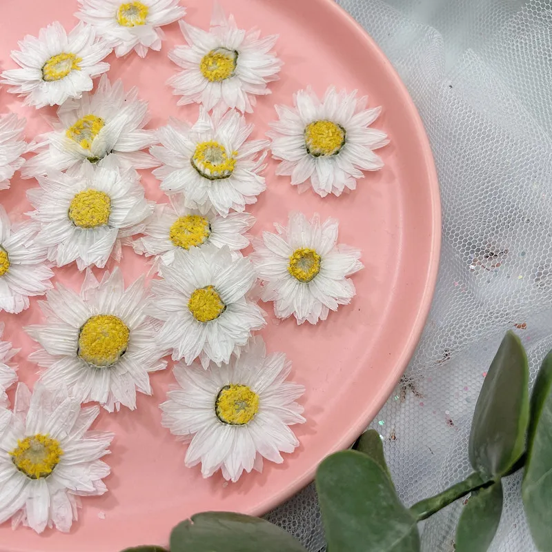 24pcs/2-4CM,Natural Pressed Fl - Dried Flower Bookmark ulasan dan harga