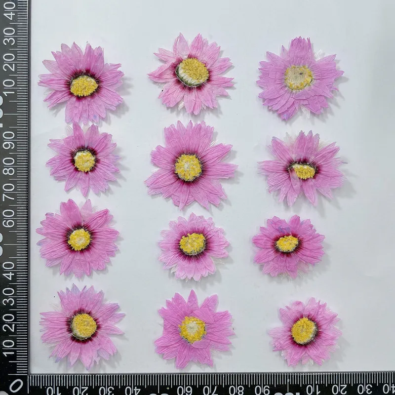 24pcs/2-4CM,Natural Pressed Fl - Dried Flower Bookmark ulasan dan harga