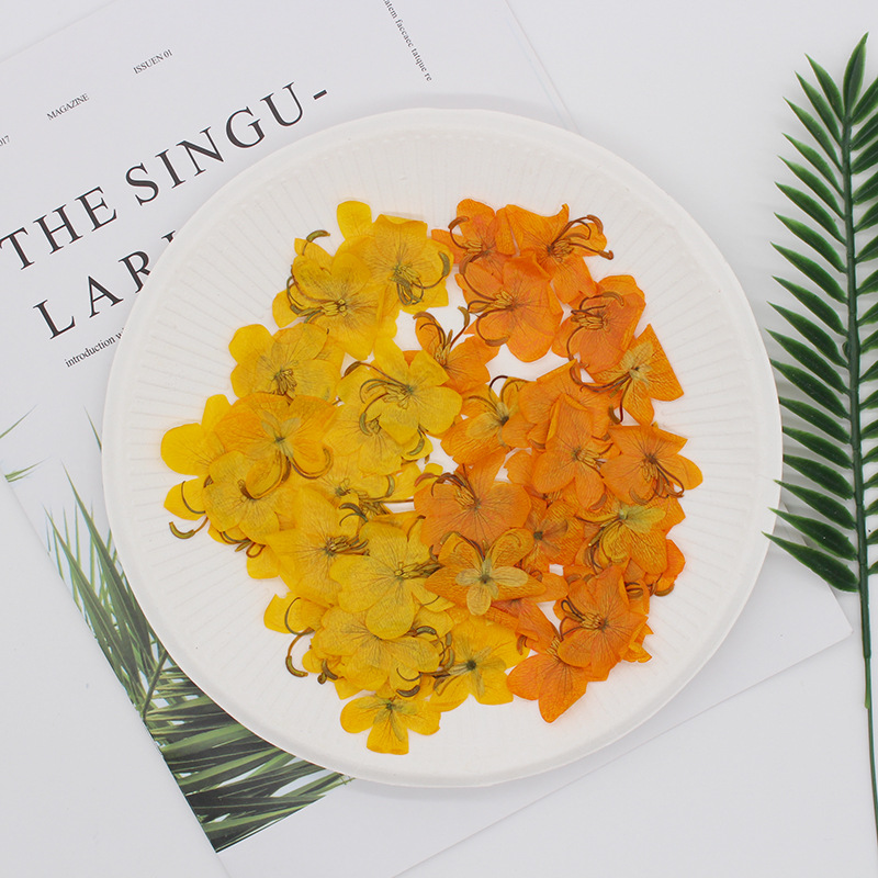 60pcs Dried Pressed Yellow/Ora - Dried Flower Bookmark ulasan dan harga