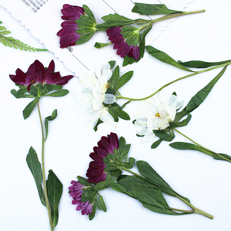 24pcs,Mini Chrysanthemum Press - Dried Flower Bookmark ulasan dan harga